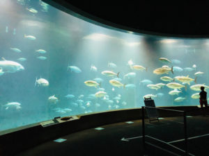 葛西臨海水族園