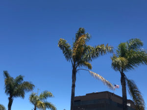 California_PalmTrees